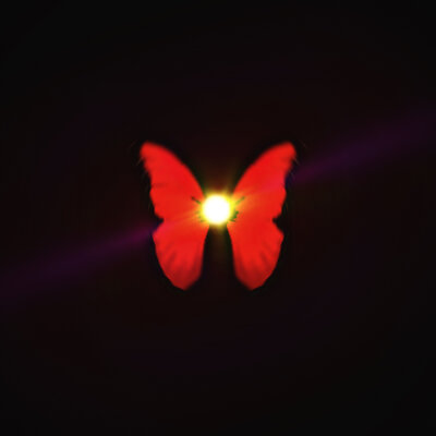 butterfly